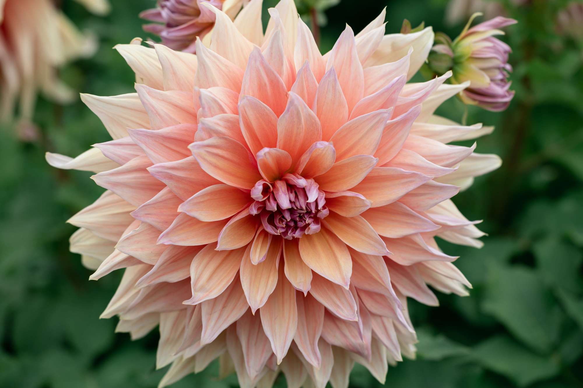 Dahlia 'Mango Madness'